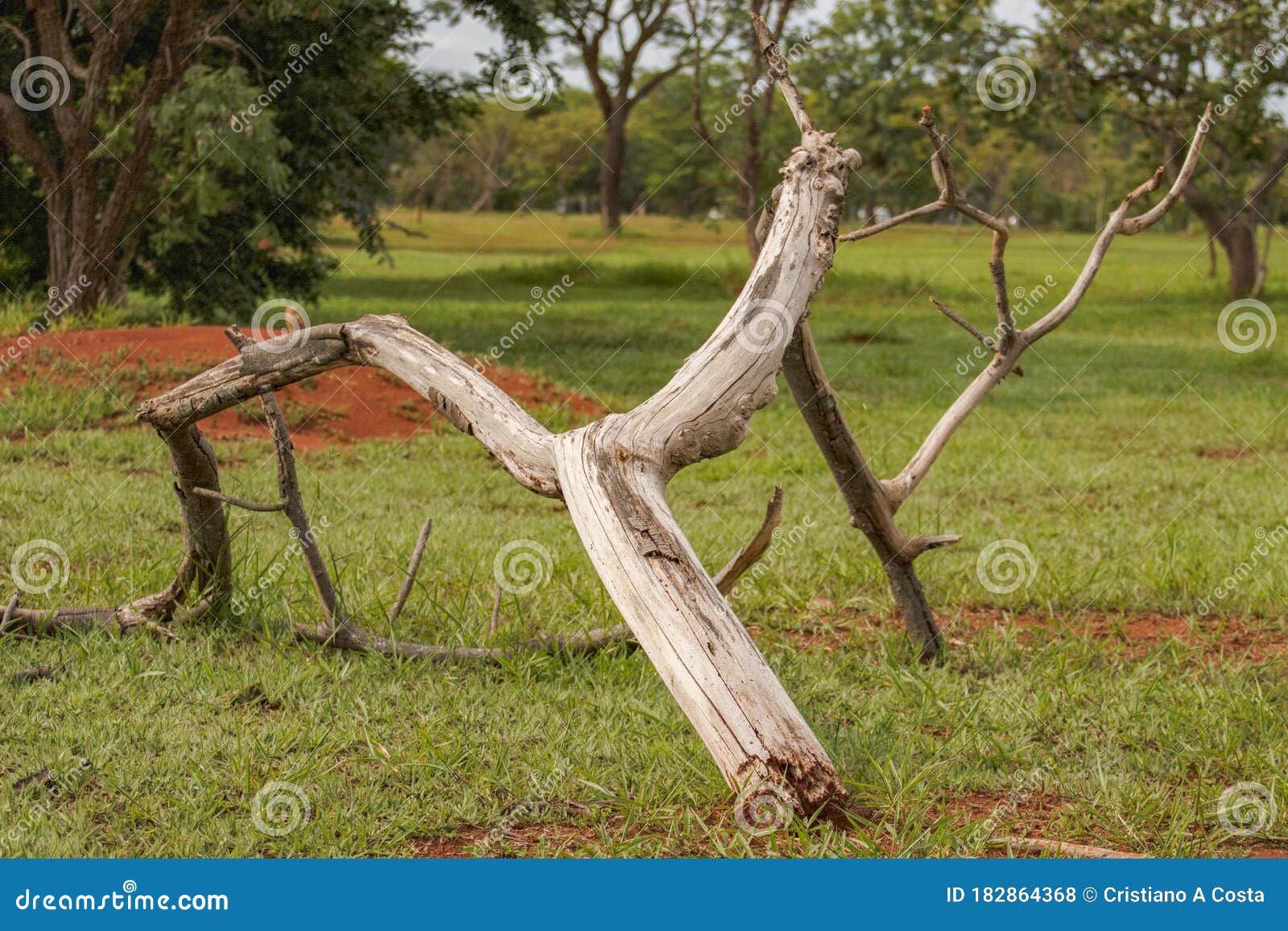 dead tree trunk